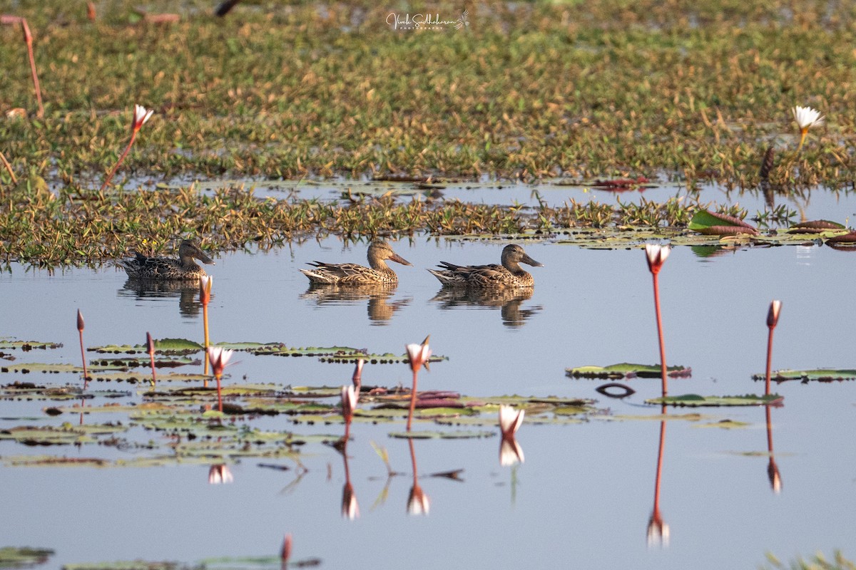 Широконоска - ML649036347
