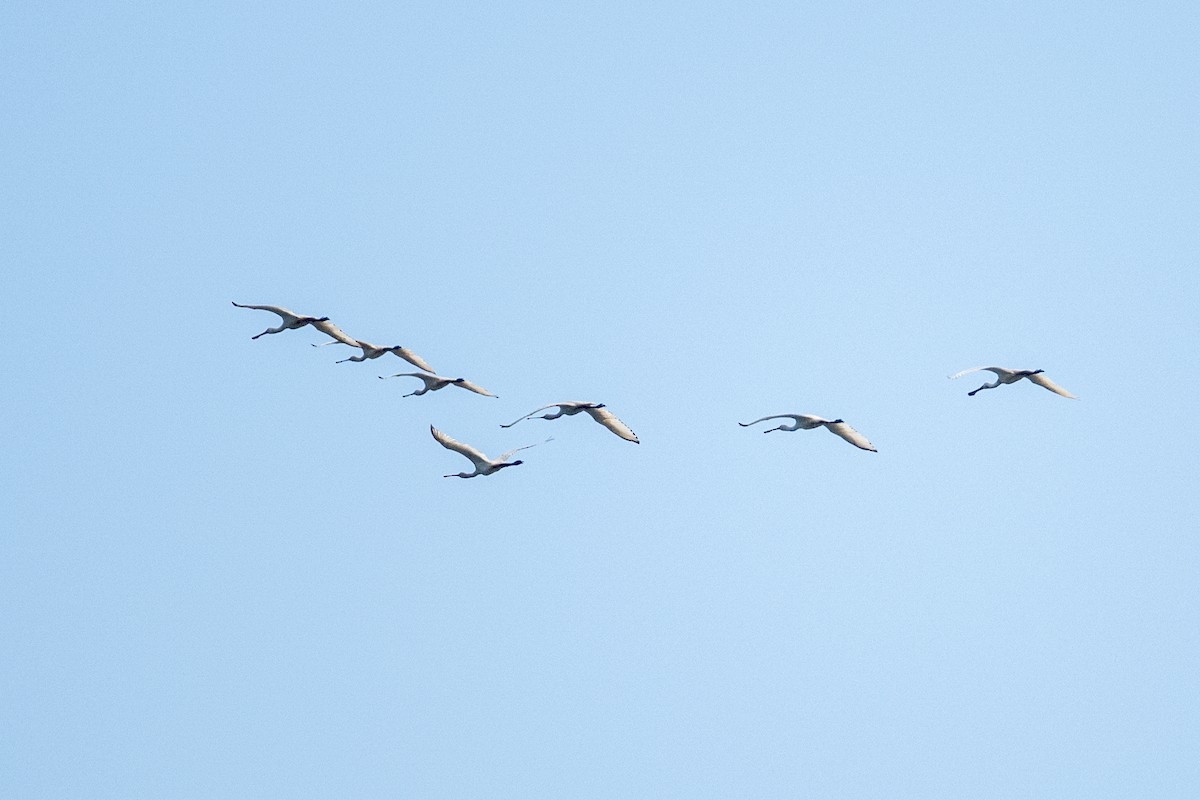 Колпица - ML649036372