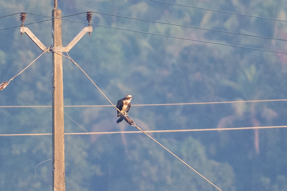 Скопа - ML649036375