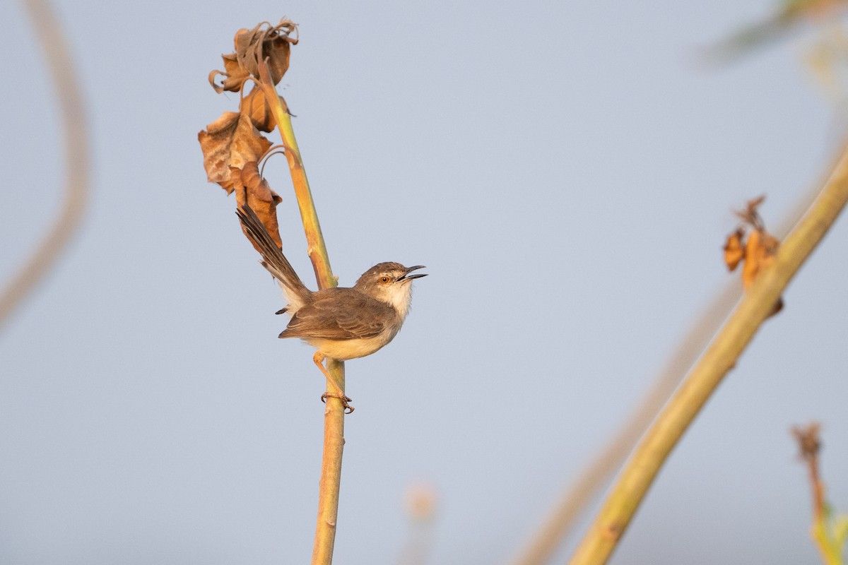 Буроголовая приния - ML649036490