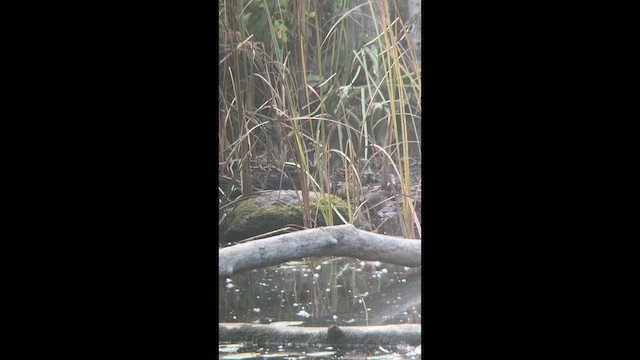 Rusty Blackbird - ML649036524