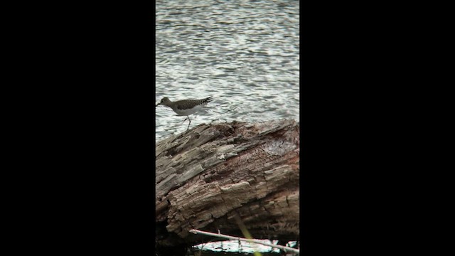 Solitary Sandpiper (solitaria) - ML649036680