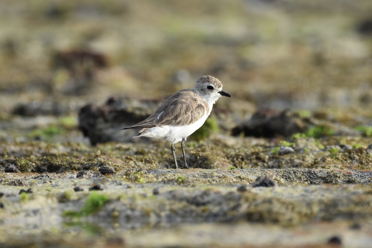 Tibet Cılıbıtı - ML649036760