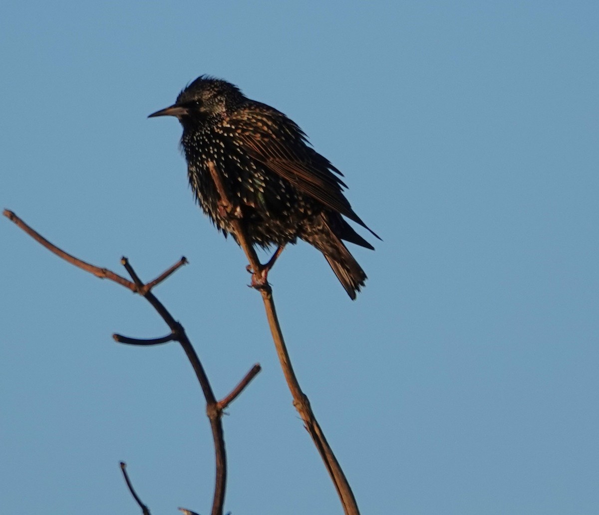 European Starling - ML649036798