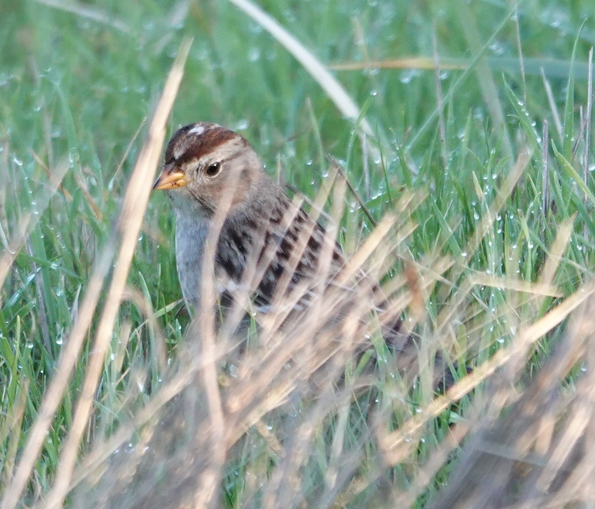 White-crowned Sparrow - ML649036801