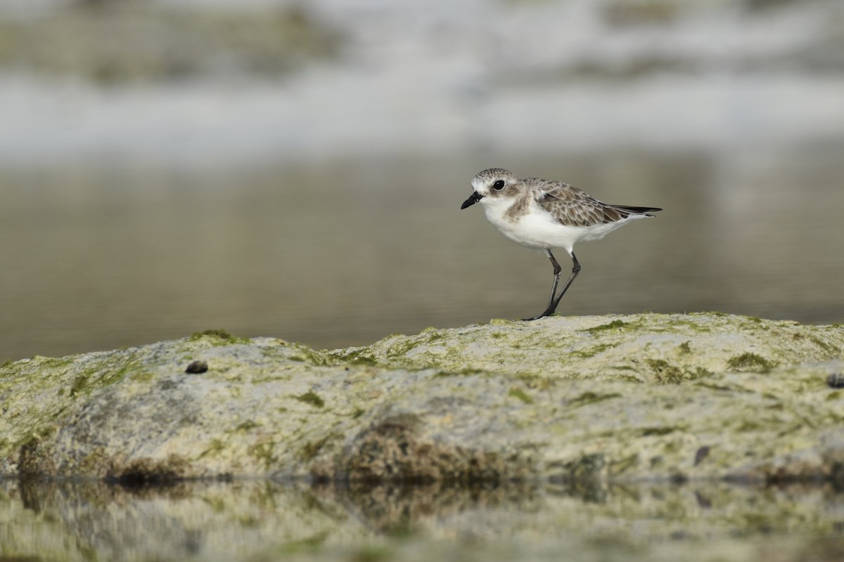 Tibet Cılıbıtı - ML649036897