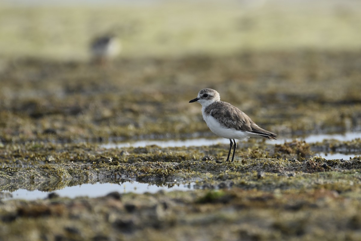 Tibet Cılıbıtı - ML649036899