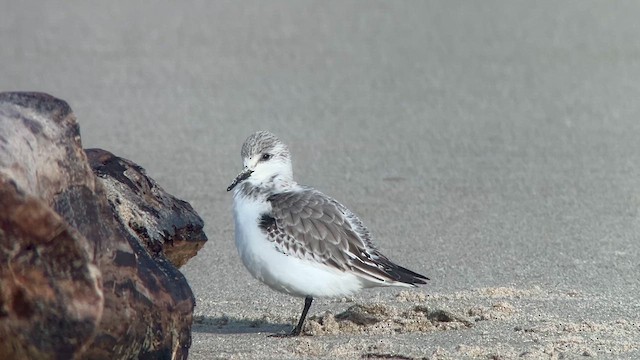 חופית לבנה - ML649036902