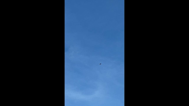 káně rudochvostá - ML649036924