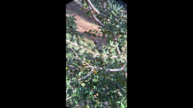 Ruby-crowned Kinglet - ML649036940