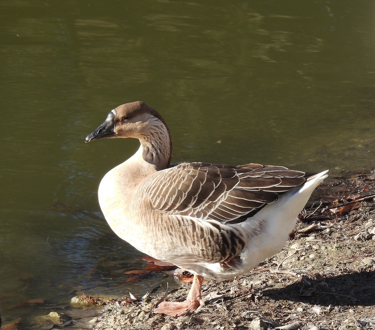 Ánsar Cisnal (variedad doméstica) - ML649037196