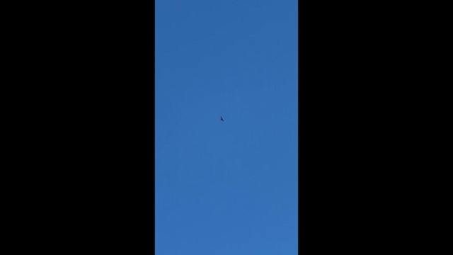 káně rudochvostá - ML649037266