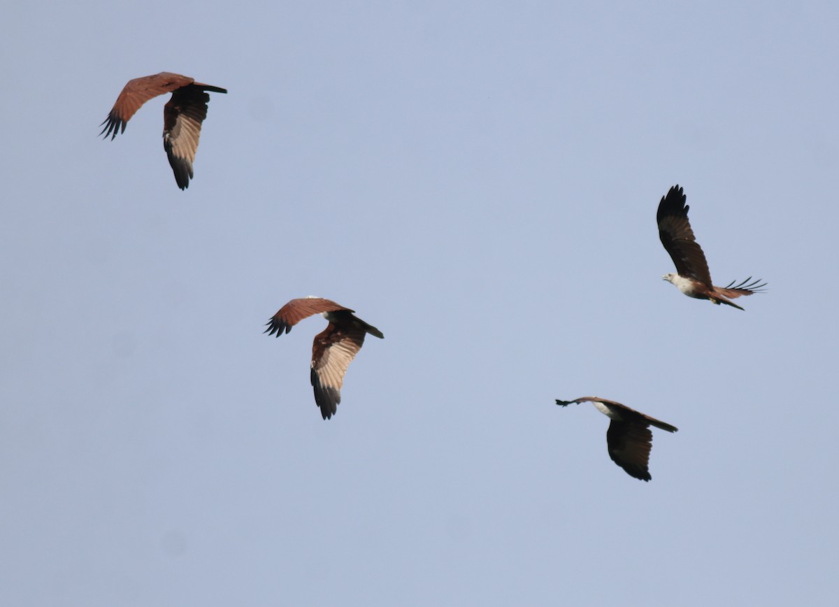 シロガシラトビ - ML649037683