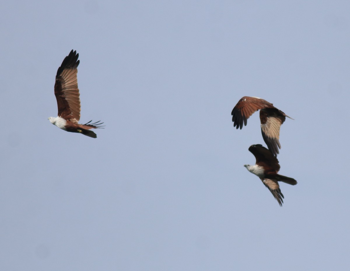 シロガシラトビ - ML649037684