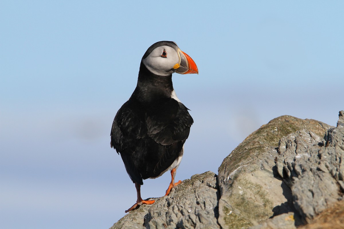 Atlantic Puffin - ML64903771