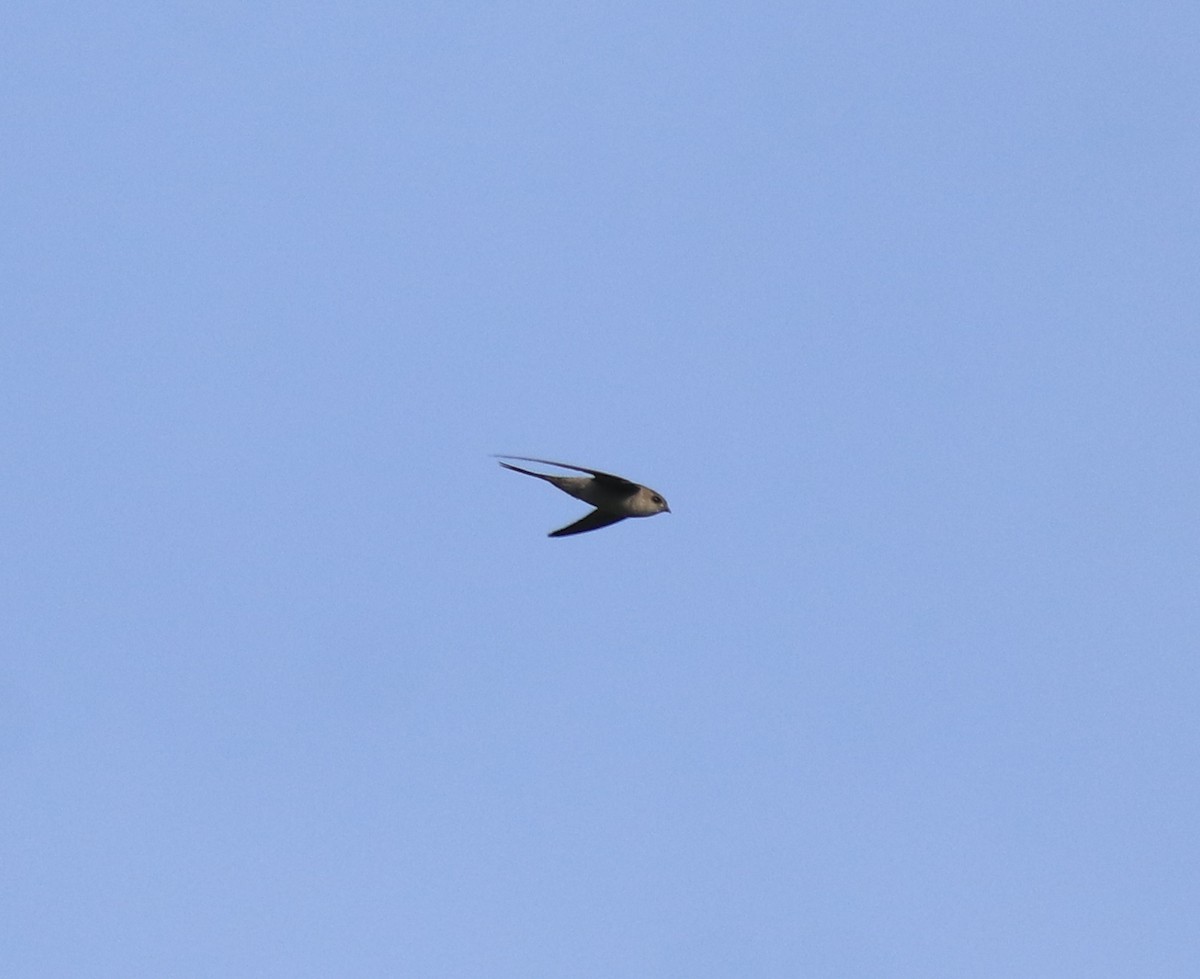 アジアヤシアマツバメ - ML649037731