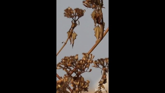 Yellow-eyed Babbler - ML649037783