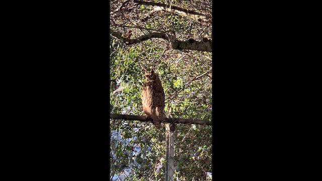 Great Horned Owl - ML649037853