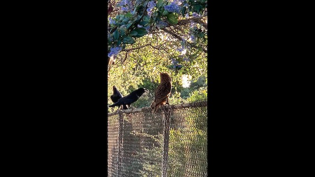 Hontz virginiarra - ML649037854