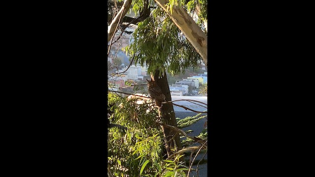 Great Horned Owl - ML649037855