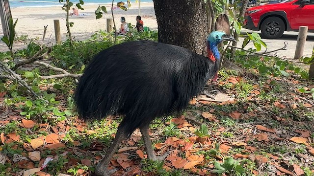 Kasuario handia - ML649037895