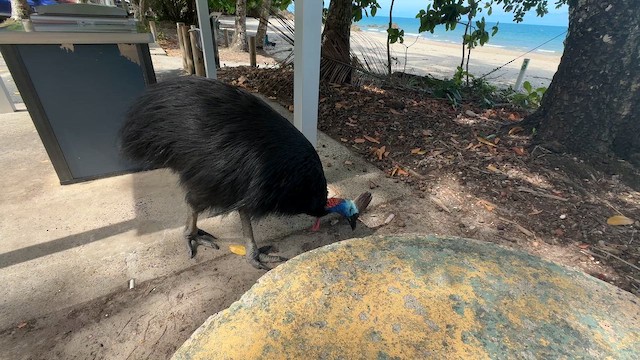 Kasuario handia - ML649037900