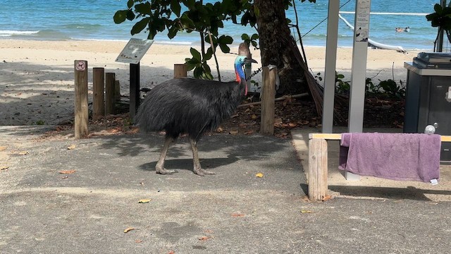 Kasuario handia - ML649037901