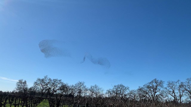 Arabazozo pikarta - ML649037917