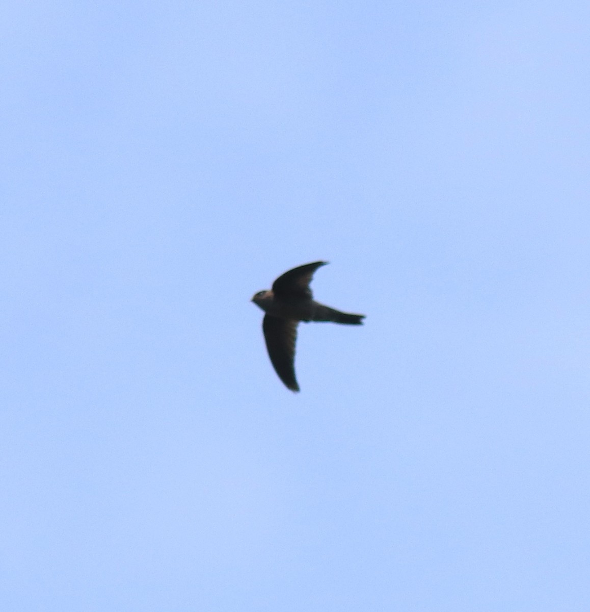 インドショクヨウアナツバメ - ML649037995