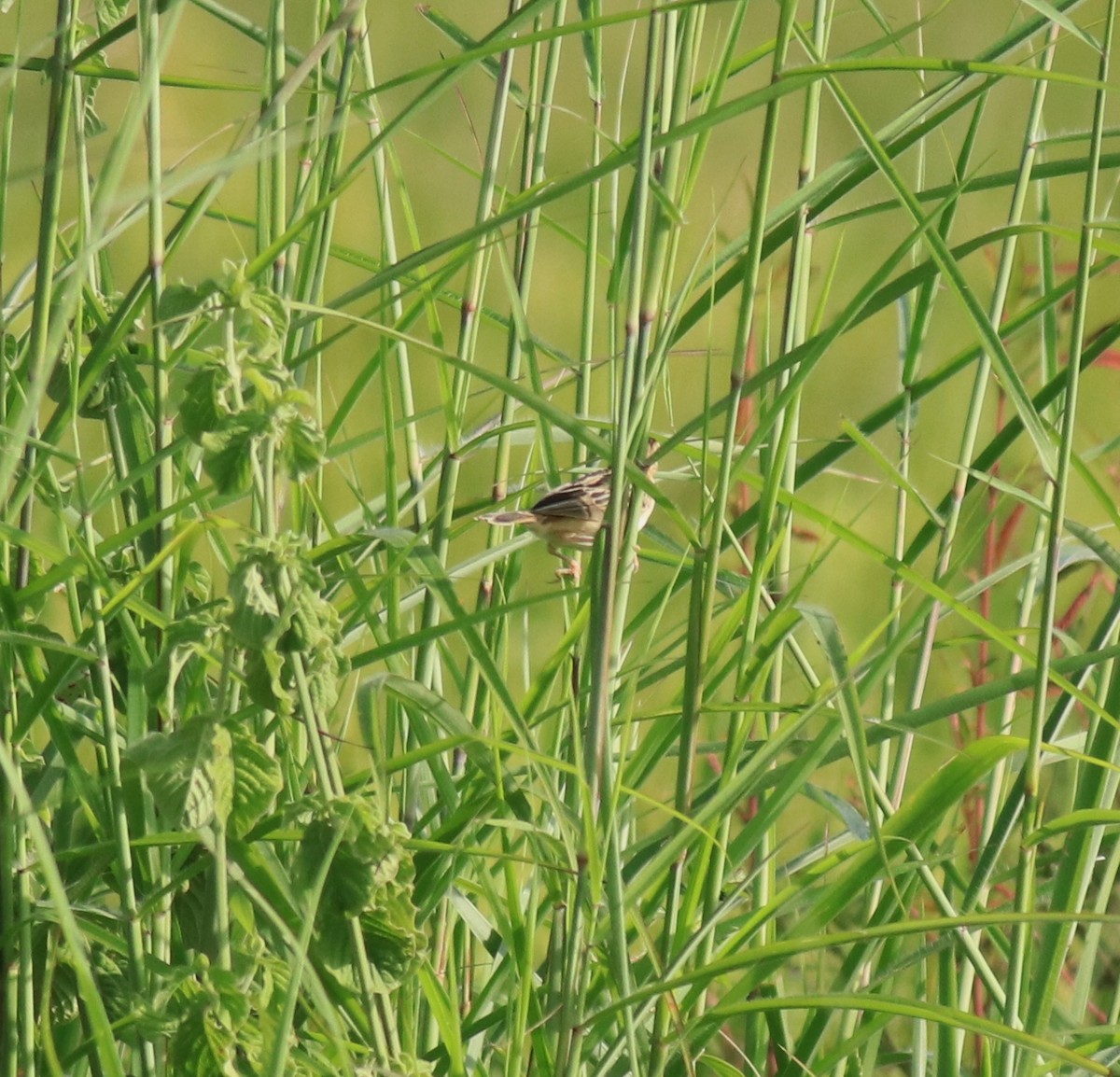 セッカ - ML649037999