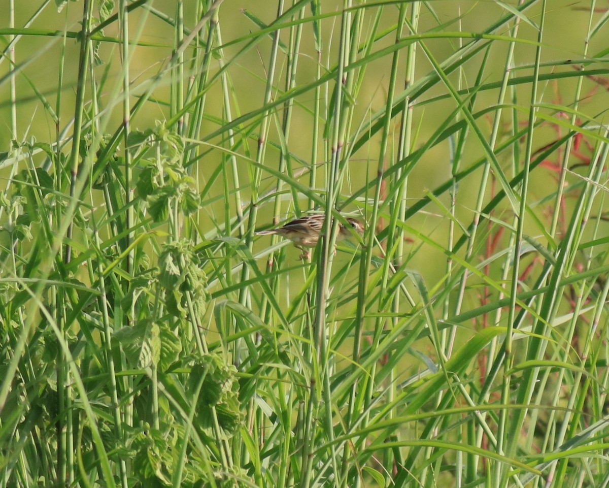 セッカ - ML649038000