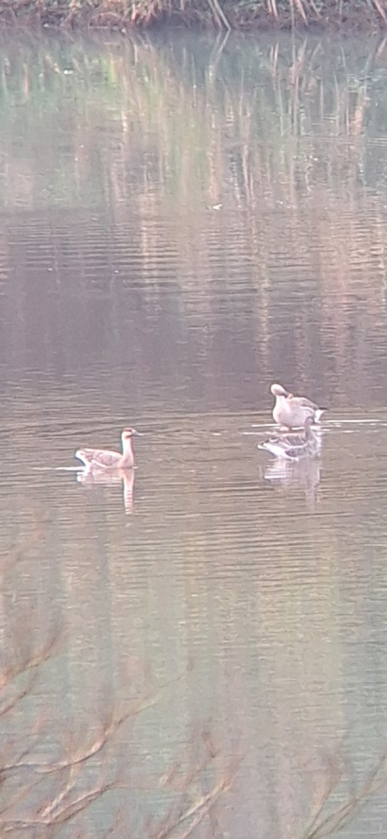 Ánsar Cisnal - ML649038035