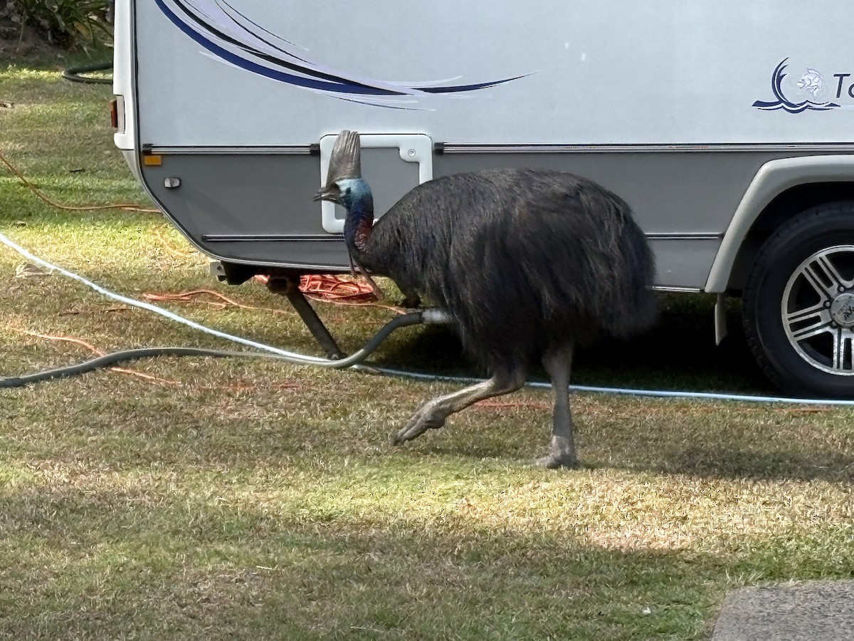 Southern Cassowary - ML649038042
