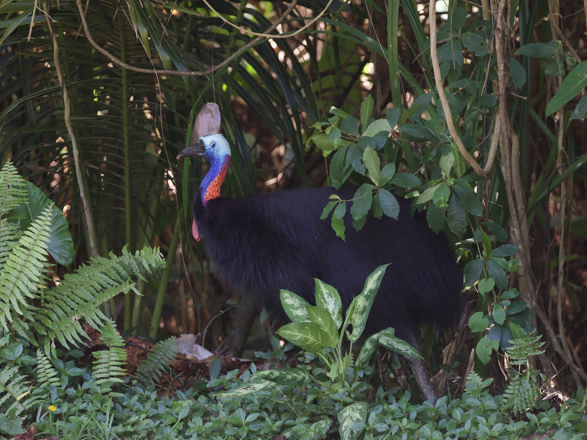 Southern Cassowary - ML649038043