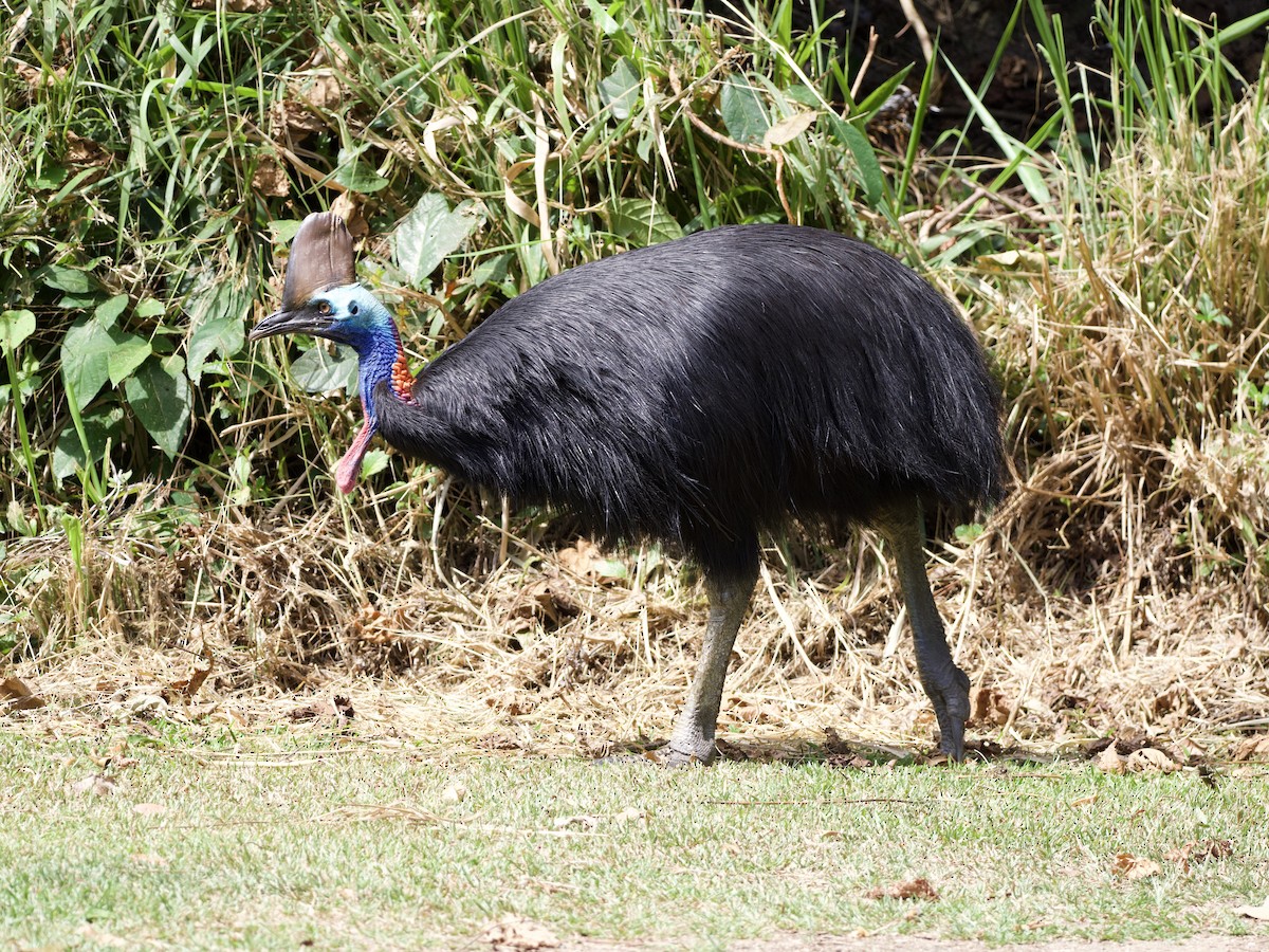 Southern Cassowary - ML649038044