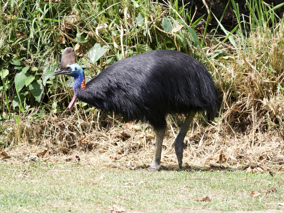 Southern Cassowary - ML649038045