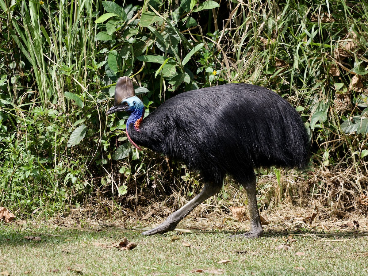 Southern Cassowary - ML649038046