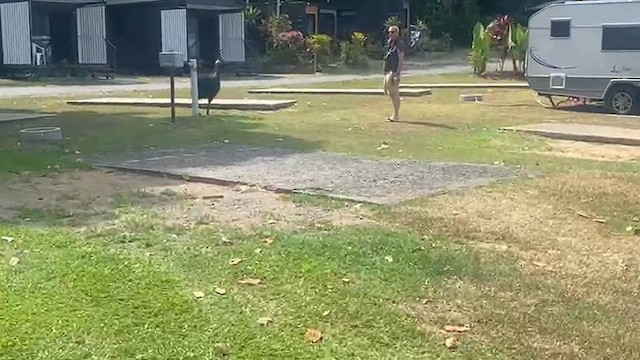 Southern Cassowary - ML649038179