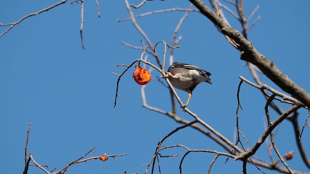 White-cheeked Starling - ML649038219