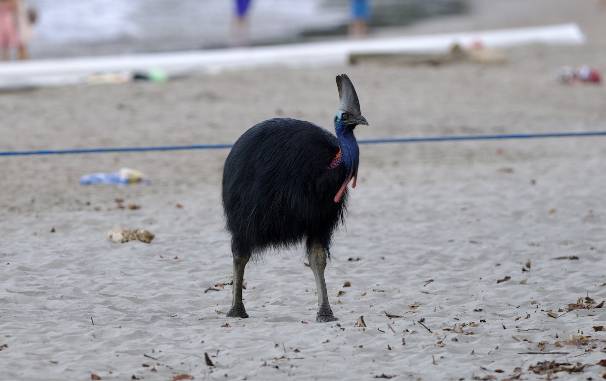 Southern Cassowary - ML649038235