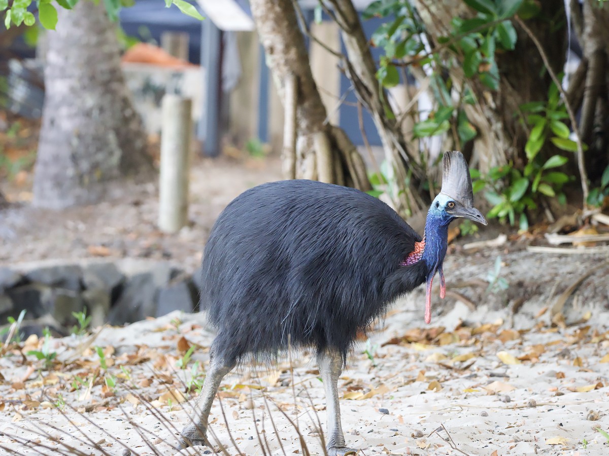 Southern Cassowary - ML649038236