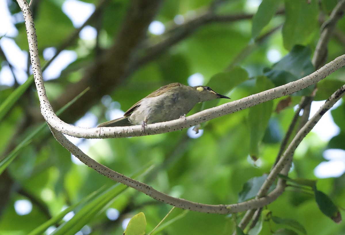 Yellow-spotted Honeyeater - ML649038311
