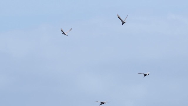 Faeton buztangorria - ML649038414