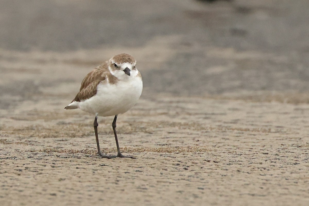 Tibet Cılıbıtı - ML649038583