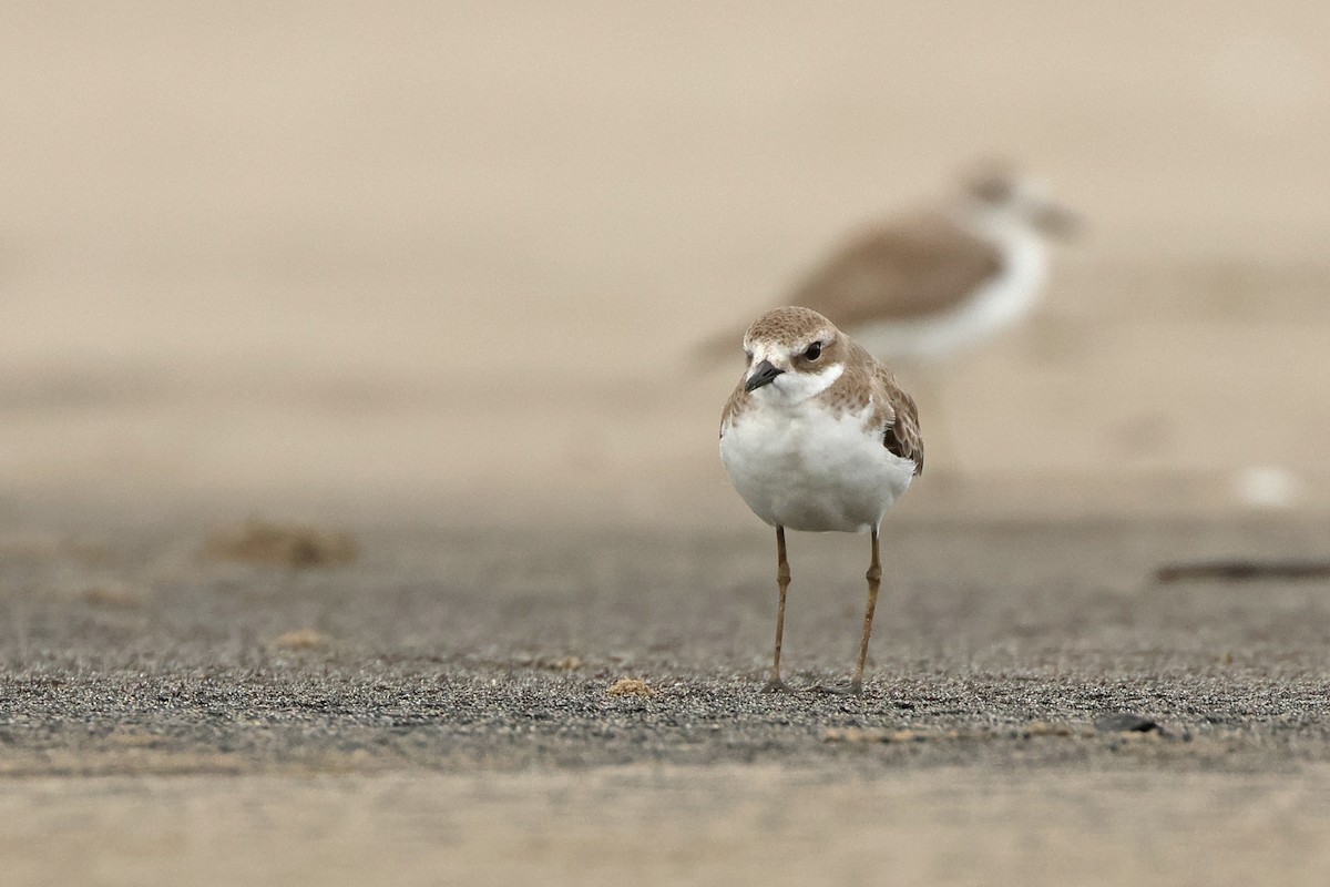 Tibet Cılıbıtı - ML649038586