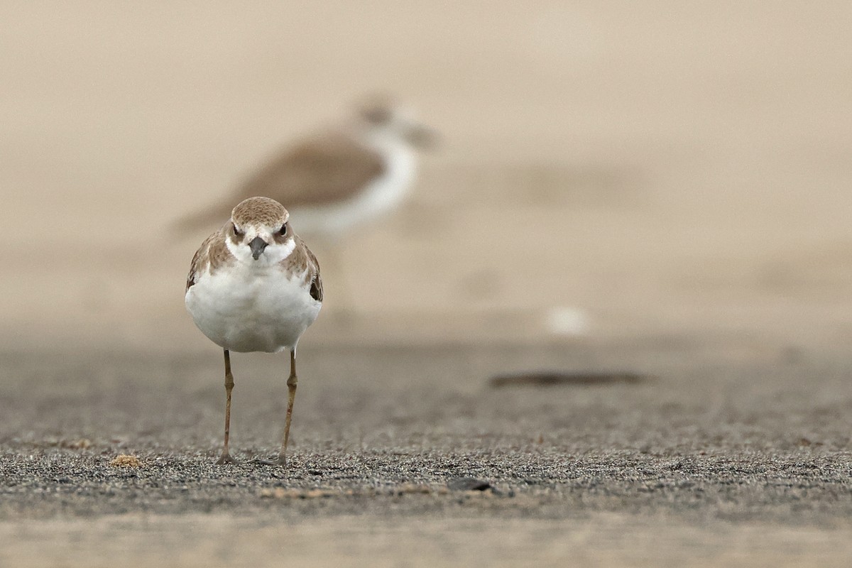 Tibet Cılıbıtı - ML649038589
