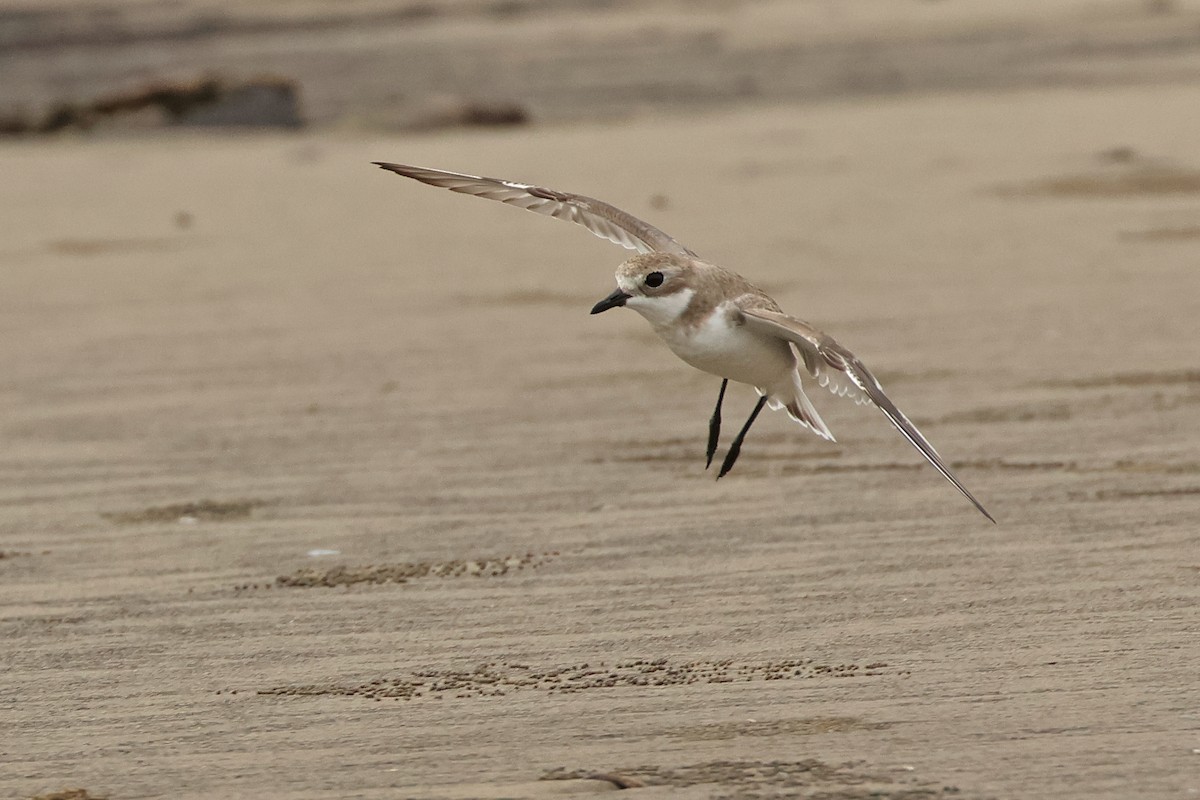Tibet Cılıbıtı - ML649038590