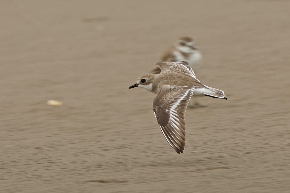 Tibet Cılıbıtı - ML649038591