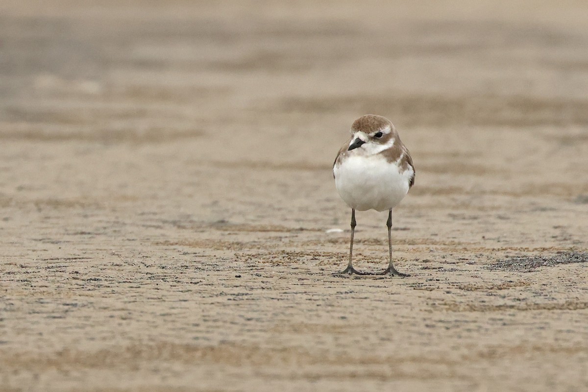 Tibet Cılıbıtı - ML649038592