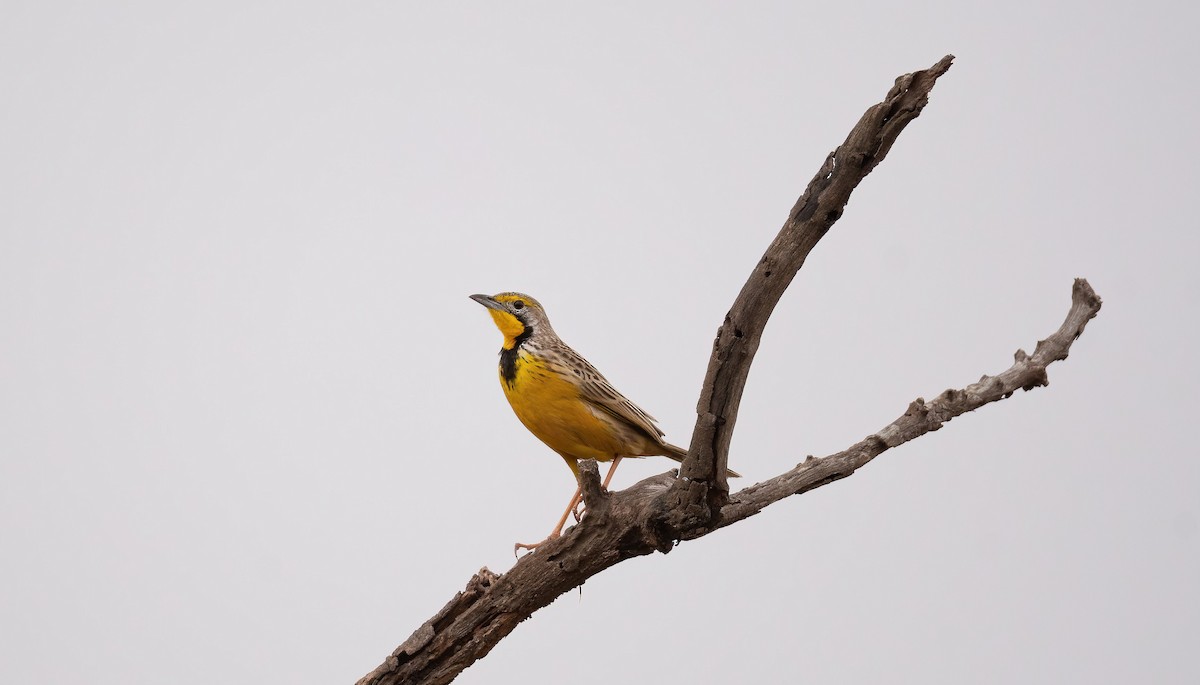 Yellow-throated Longclaw - ML649038832